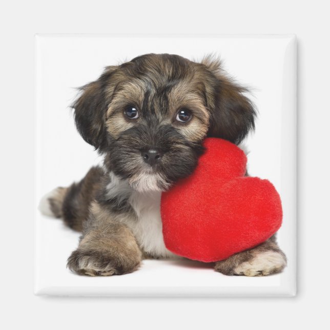 Lover Valentine Havanese Puppy Dog Magnet (Front)
