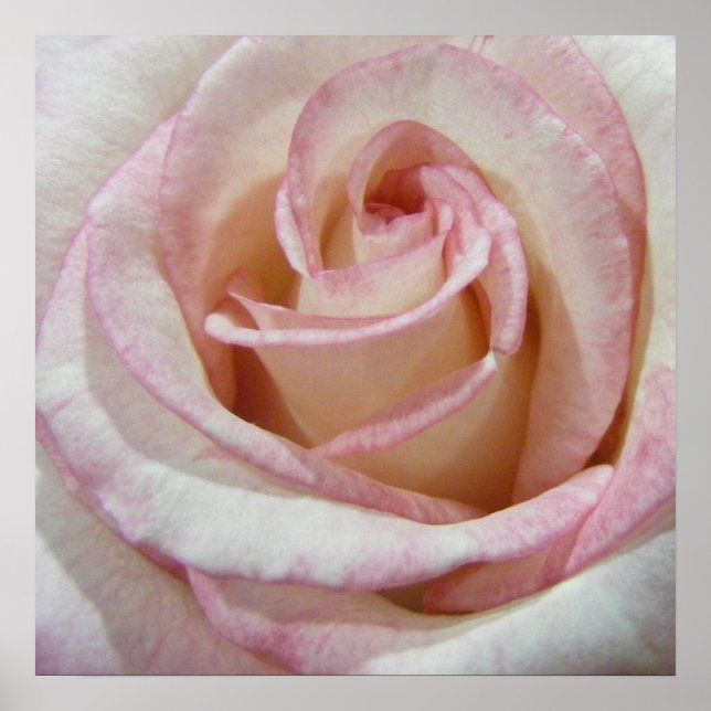 Love's First Blush Rose Poster (Front)