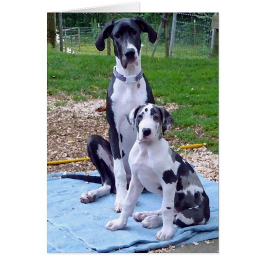 Lovey 6m Gunner 3m card (Front)