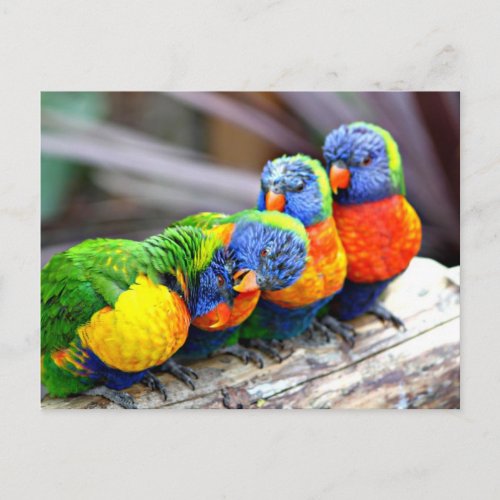 Lovey_Dovey Parrots Postcard
