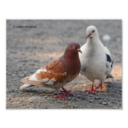 Lovey_Dovey Pigeons Gentlemen Prefer Redheads Photo Print