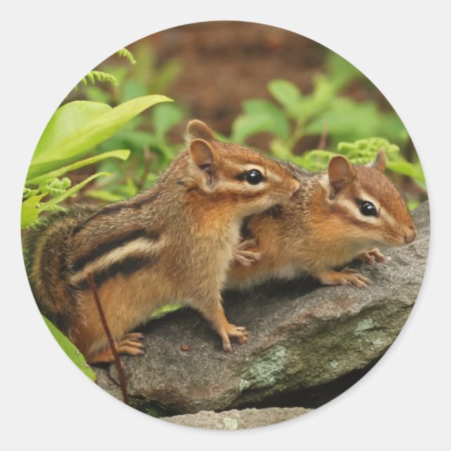 Loving Baby Chipmunk Siblings Classic Round Sticker (Front)