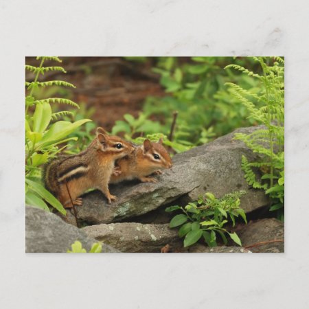 Loving Baby Chipmunk Siblings Postcard