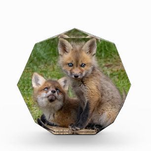 Loving Eyes Acrylic Award