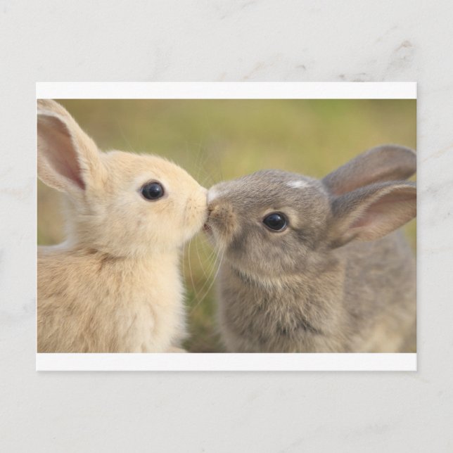 loving rabbit postcard (Front)