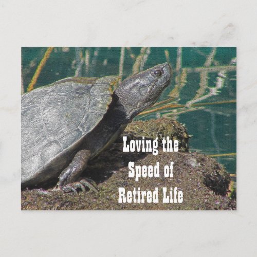 Loving Retired Life Humorous Turtle Photo Funny Postcard