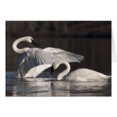 Loving Swans (Front Horizontal)