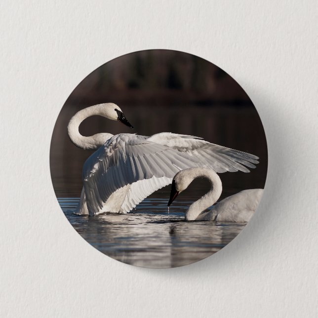Loving Swans Button (Front)
