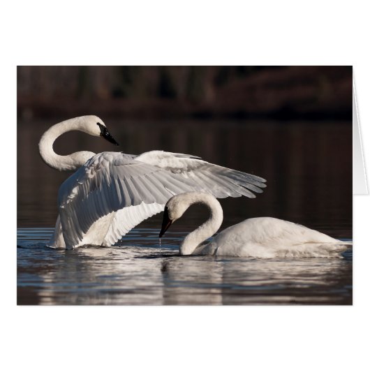 Loving Swans Cards (Front Horizontal)