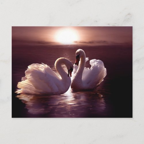 Loving Swans Forming a Heart Postcard