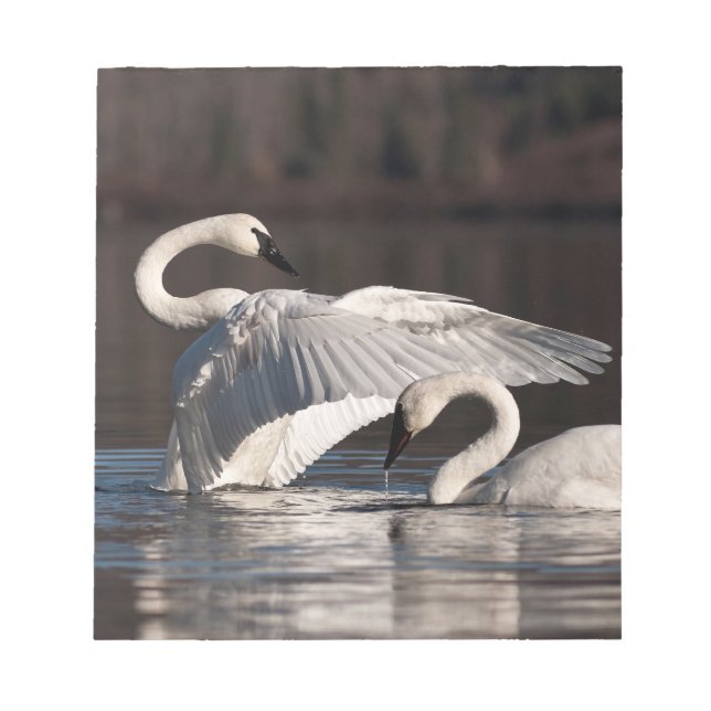 Loving Swans Notepad (Front)