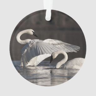 Loving Swans Ornament