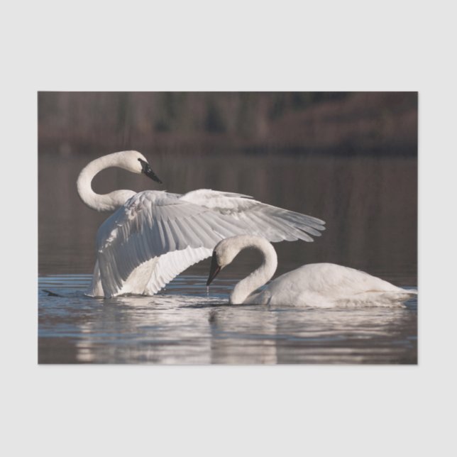 Loving Swans Tissue Paper (Front)