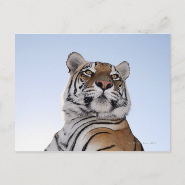 Low angle view of a Tiger (Panthera tigris) with Postcard (Front)