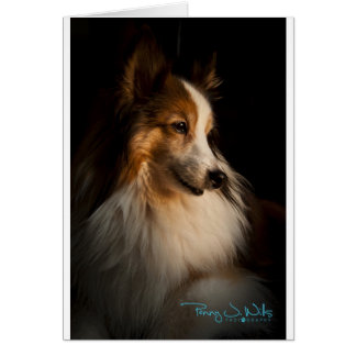 Low Key Shetland Sheepdog Cards