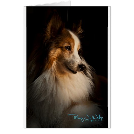 Low Key Shetland Sheepdog Cards (Front)