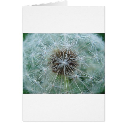 Löwenzahnmuster (Front)