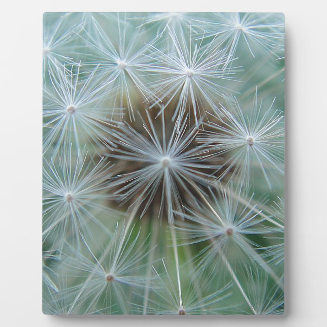 Löwenzahnmuster Plaque (Front)