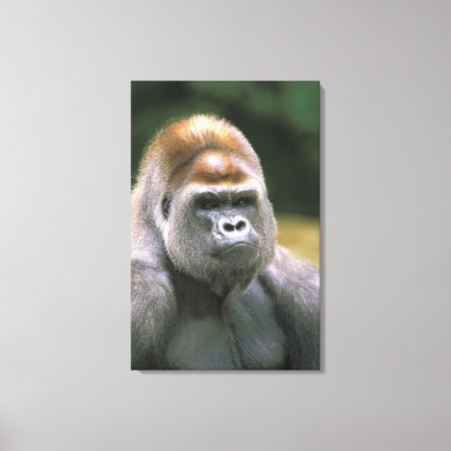 Lowland gorilla Gorilla Gorilla Canvas Print