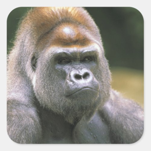 Lowland gorilla Gorilla Gorilla Square Sticker