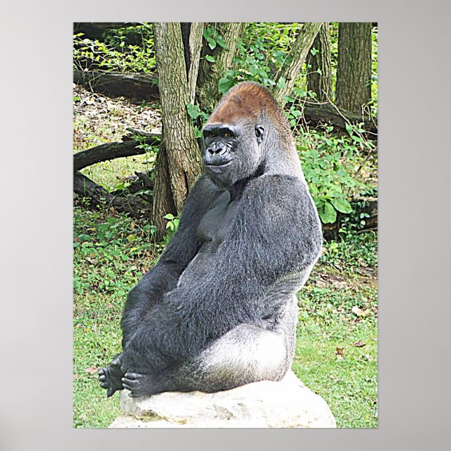 Lowland Gorilla in Sitting Pose Poster (Front)