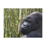 Lowland Gorilla Postcard