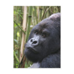 Lowland Gorilla Postcard