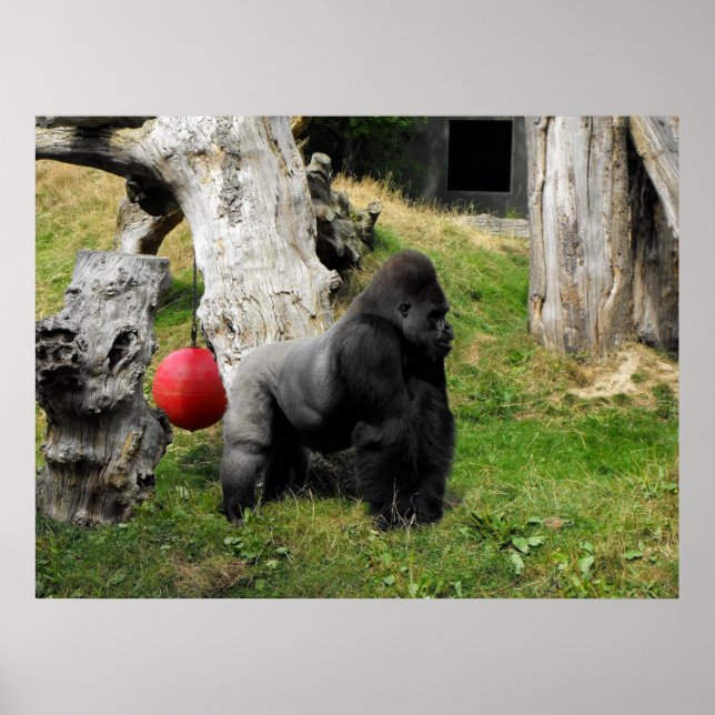 Lowland Gorilla silverback male at Durrell Zoo Poster (Front)