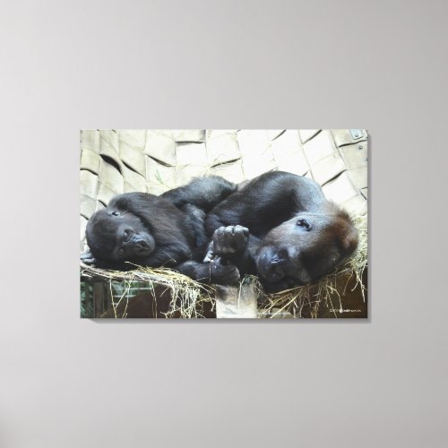 Lowland Gorillas Napping Canvas Print