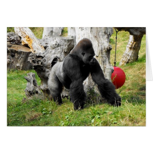 Lowland silverback gorilla walking cards (Front Horizontal)