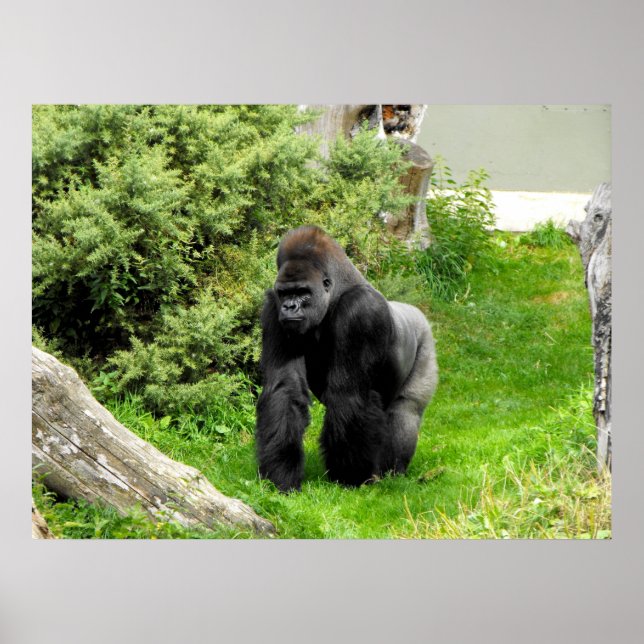 Lowland silverback male gorilla knuckle walking poster (Front)