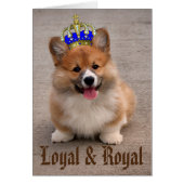 Loyal and Royal Corgi Puppy Photo (Front)