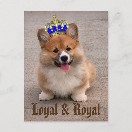 Loyal and Royal Corgi Puppy Postcard