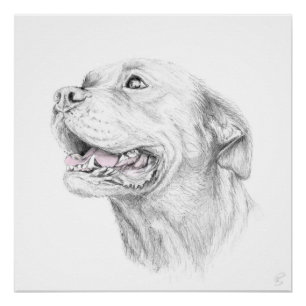 Loyalty, An American Staffordshire Terrier Poster