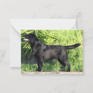 LR black lab full Note Card