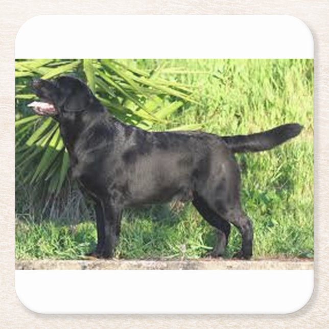 LR black lab full Square Paper Coaster (Front)
