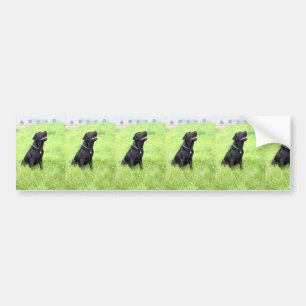 LR black lab sitting Bumper Sticker