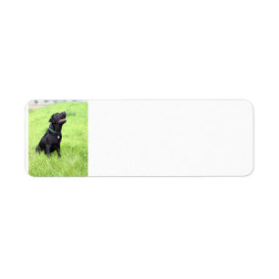 LR black lab sitting Label