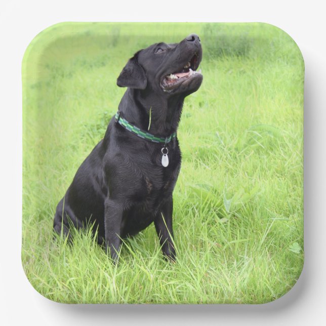 LR black lab sitting Paper Plates (Front)