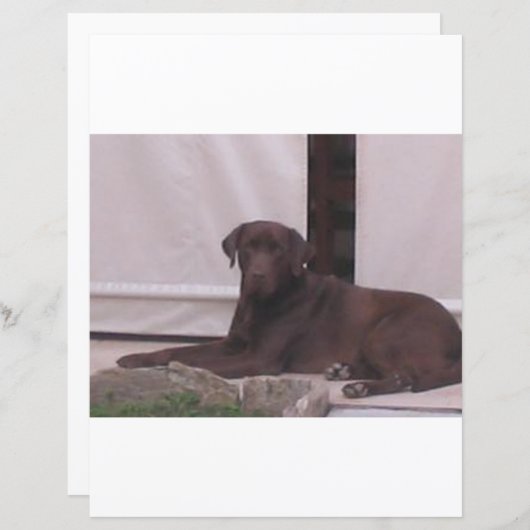 LR chocolate lab laying (Front/Back)