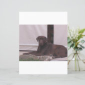 LR chocolate lab laying (Standing Front)