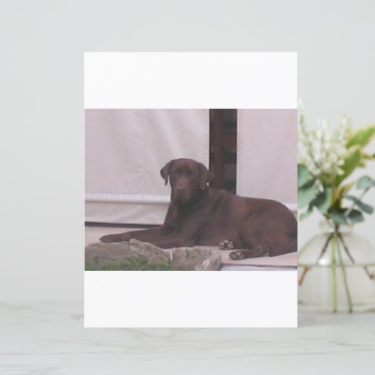 LR chocolate lab laying (Standing Front)