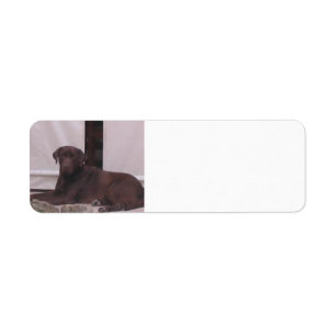 LR chocolate lab laying Label