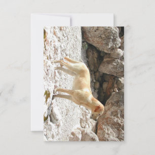 LR yellow lab full Thank You Card