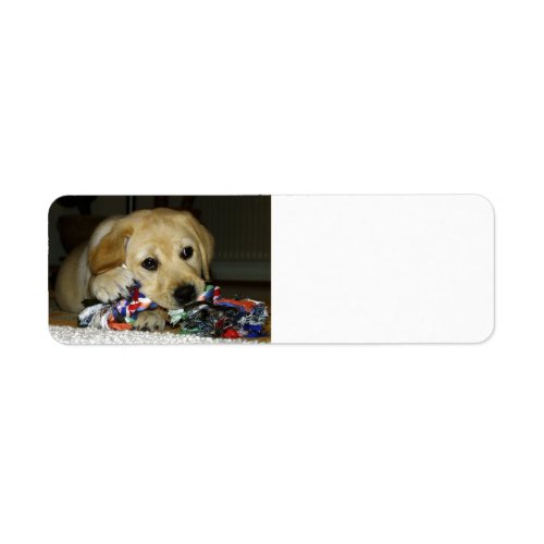 LR yellow lab puppy with toy Label