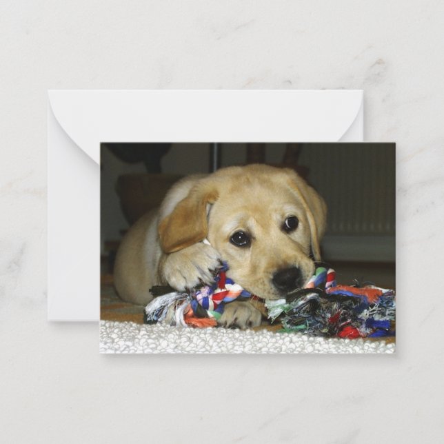 LR yellow lab puppy with toy Note Card (Front)