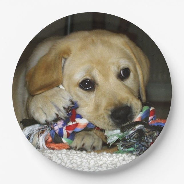 LR yellow lab puppy with toy Paper Plates (Front)