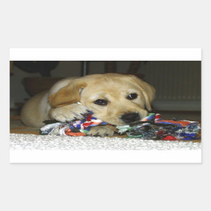 LR yellow lab puppy with toy Rectangular Sticker