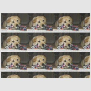 LR yellow lab puppy with toy Tissue Paper