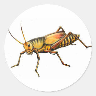 Lubber Grasshopper Sticker